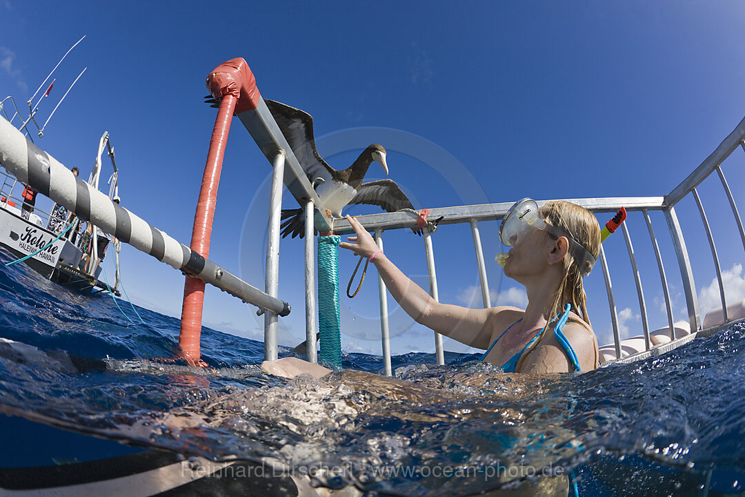 Nosey Sea Bird by Cage Diving with Sharks