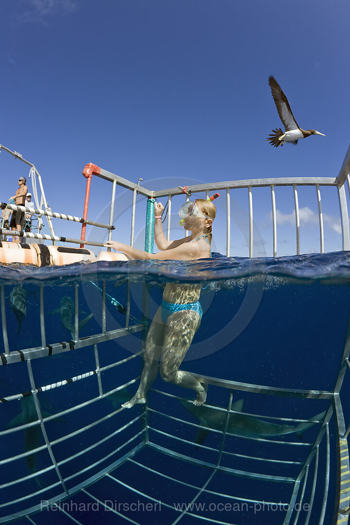 Cage Diving with Sharks, Oahu, Pacific Ocean, Hawaii, USA