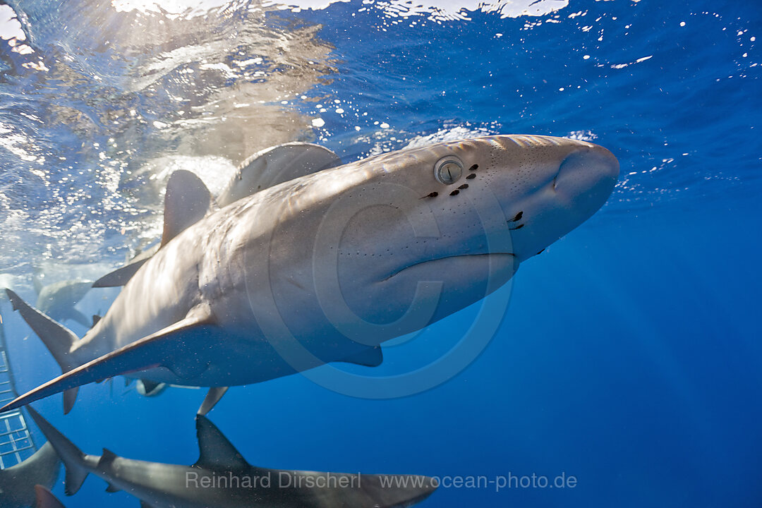 Galapagos Sharks, Carcharhinus galapagensis, Oahu, Pacific Ocean, Hawaii, USA