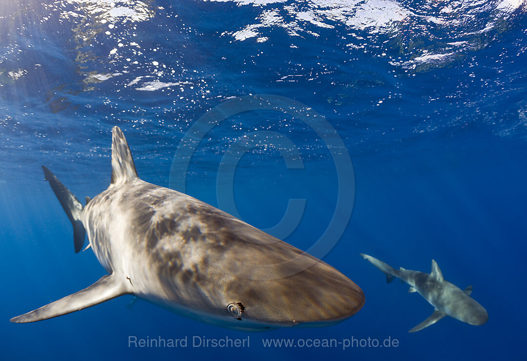 Galapagoshaie, Carcharhinus galapagensis, Oahu, Pazifik, Hawaii, USA