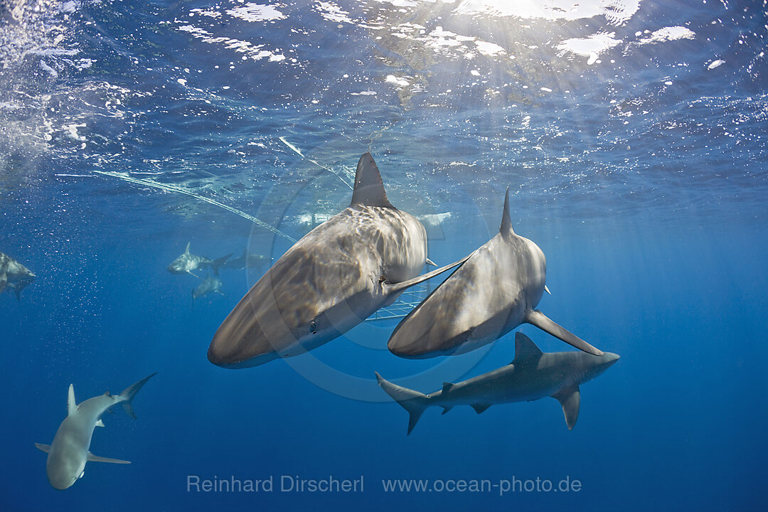 Galapagos Sharks