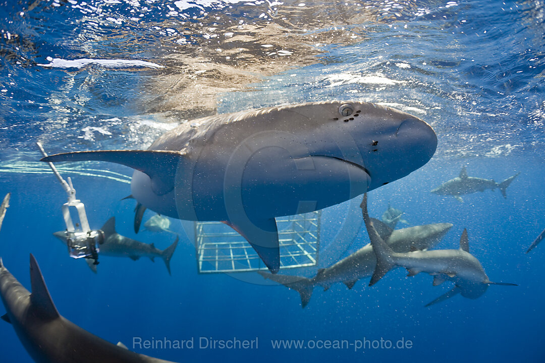 Galapagos Sharks, Carcharhinus galapagensis, Oahu, Pacific Ocean, Hawaii, USA