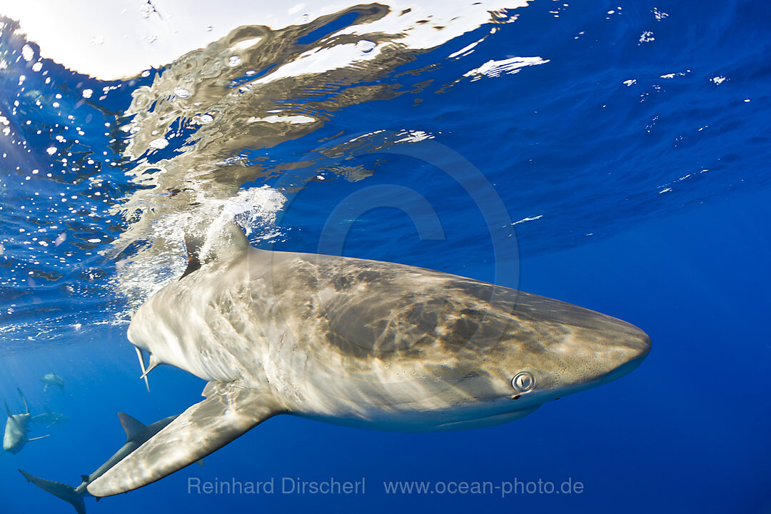 Galapagoshaie, Carcharhinus galapagensis, Oahu, Pazifik, Hawaii, USA