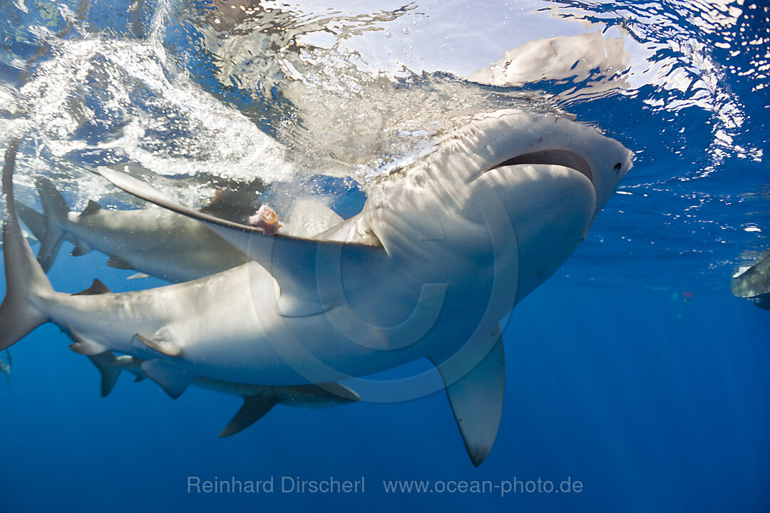 Galapagos Sharks