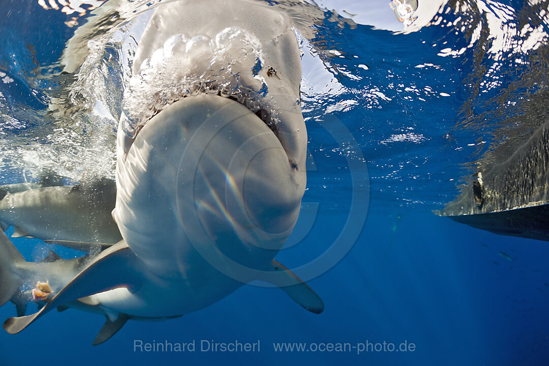 Galapagos Sharks