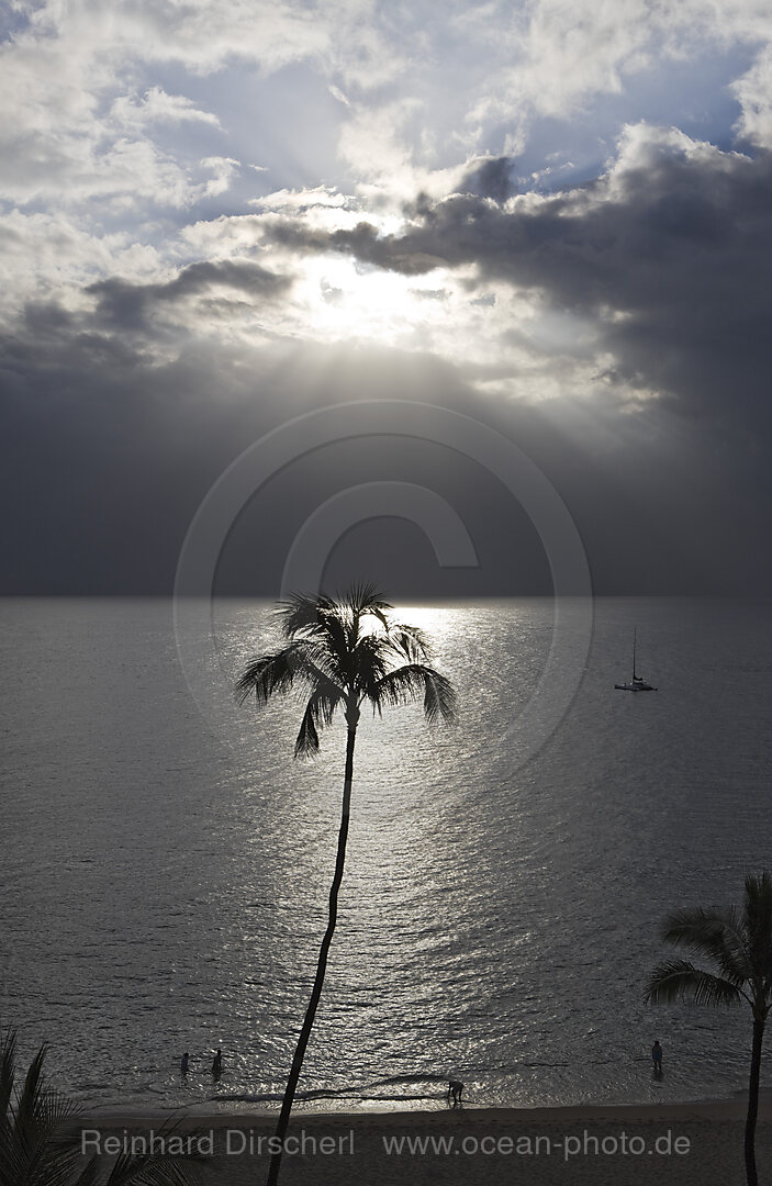 Palme im Gegenlicht, Maui, Hawaii, USA