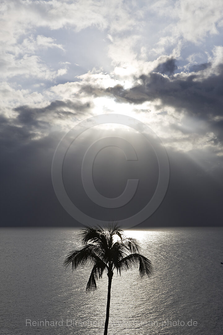 Palme im Gegenlicht, Maui, Hawaii, USA