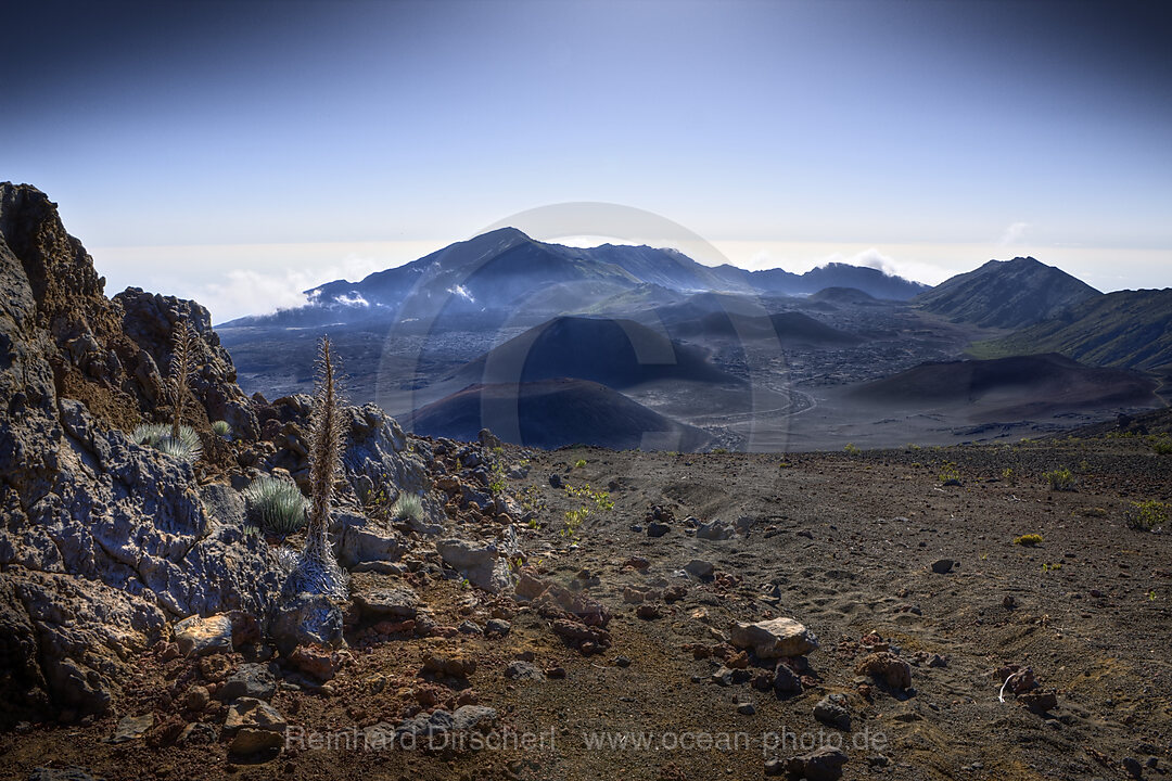 endemisches Silberschwert im Krater des Vulkan Haleakala