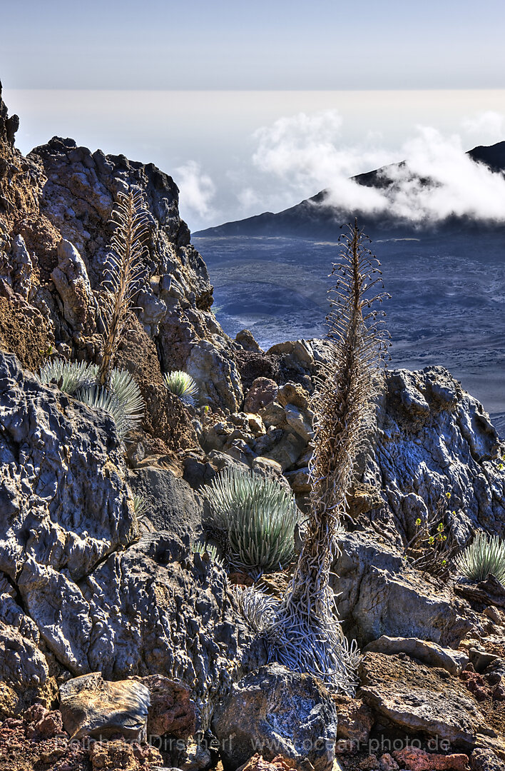 endemisches Silberschwert im Krater des Vulkan Haleakala