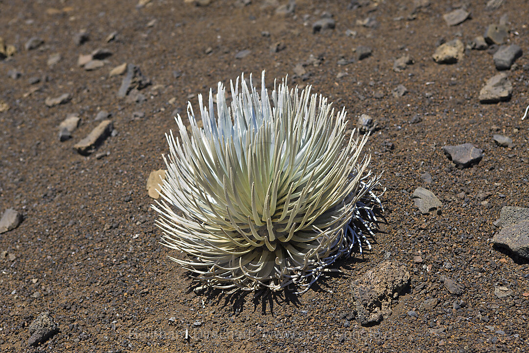 endemisches Silberschwert im Krater des Vulkan Haleakala