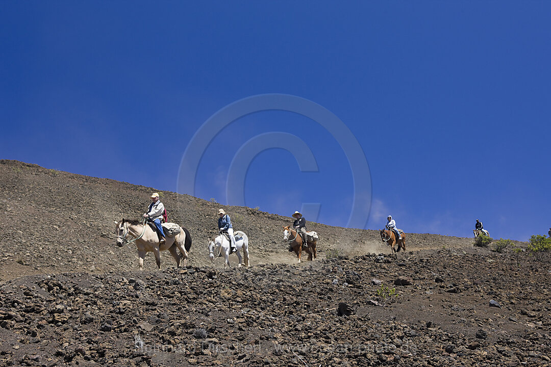 Ausritt im Krater des Haleakala Vulkan