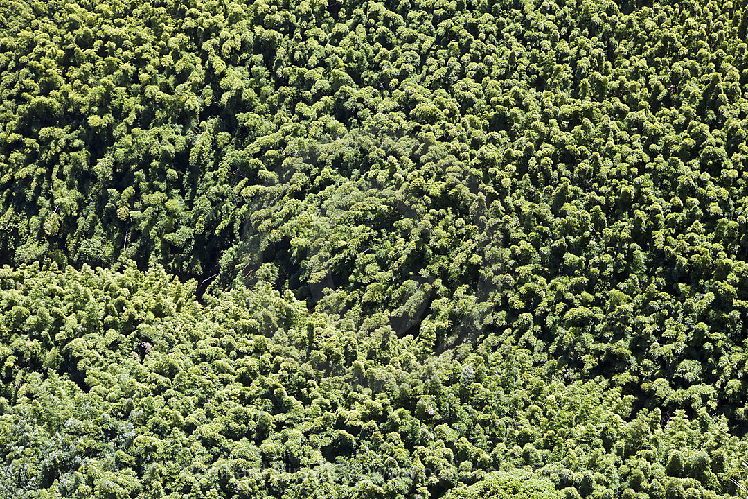 Bamboo Grove at Road to Hana