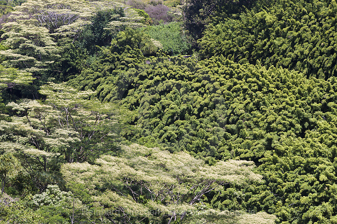 Bambuswald an der Strasse nach Hana