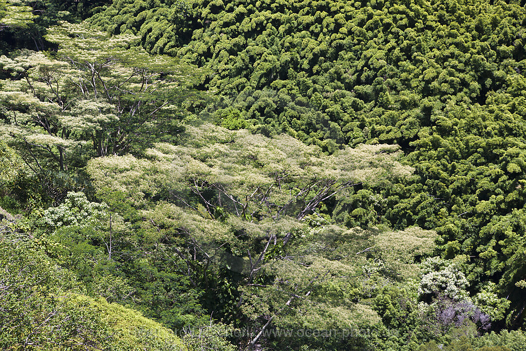 Bambuswald an der Strasse nach Hana