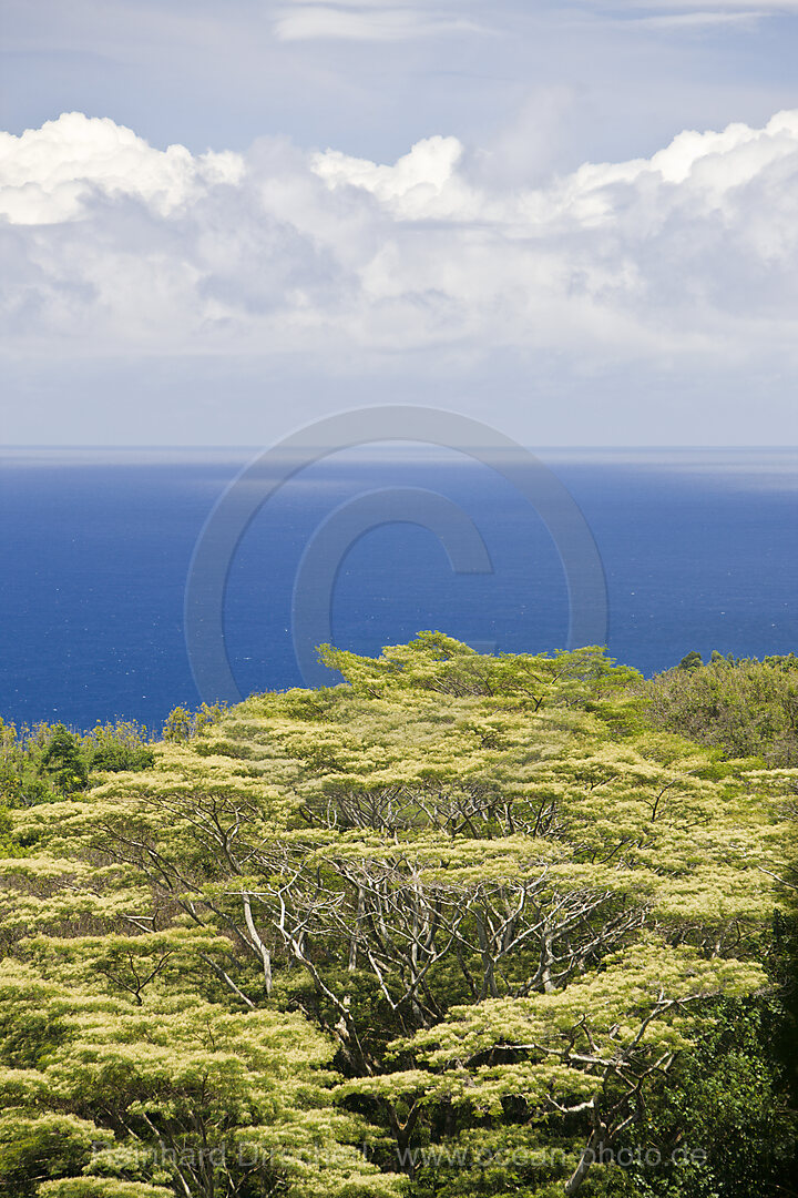 Vegetation an der Strasse nach Hana, Maui, Hawaii, USA