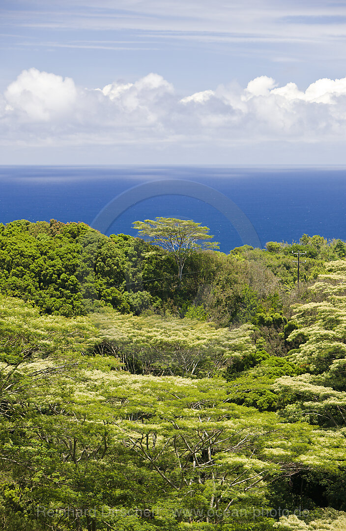 Vegetation an der Strasse nach Hana