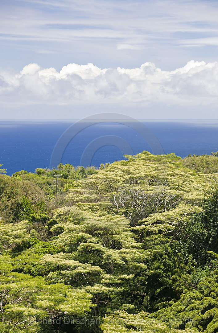 Vegetation at Road to Hana