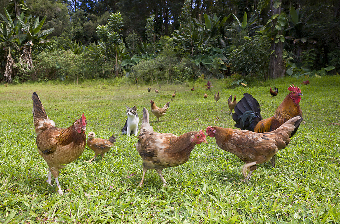 Wilde Huehner im Wailua Valley State Wayside, Gallus, Maui, Hawaii, USA