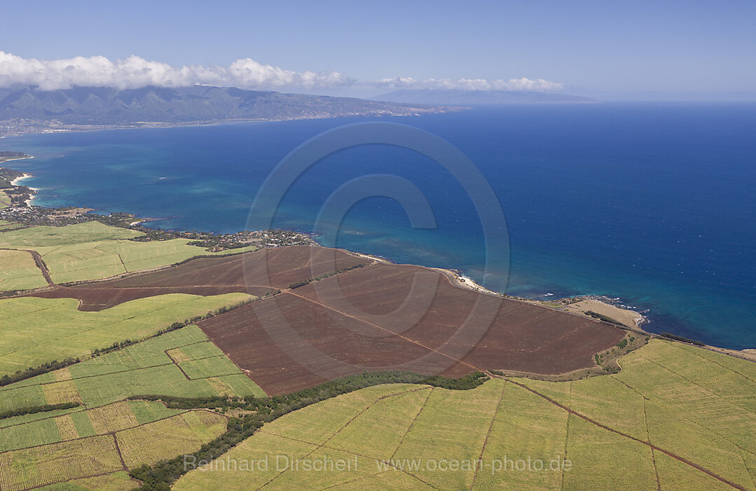 Ananasfelder auf Maui