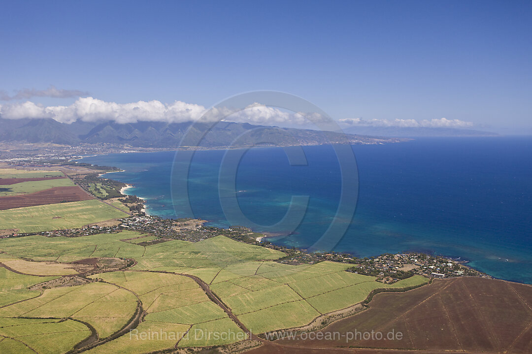 Ananasfelder auf Maui, Maui, Hawaii, USA