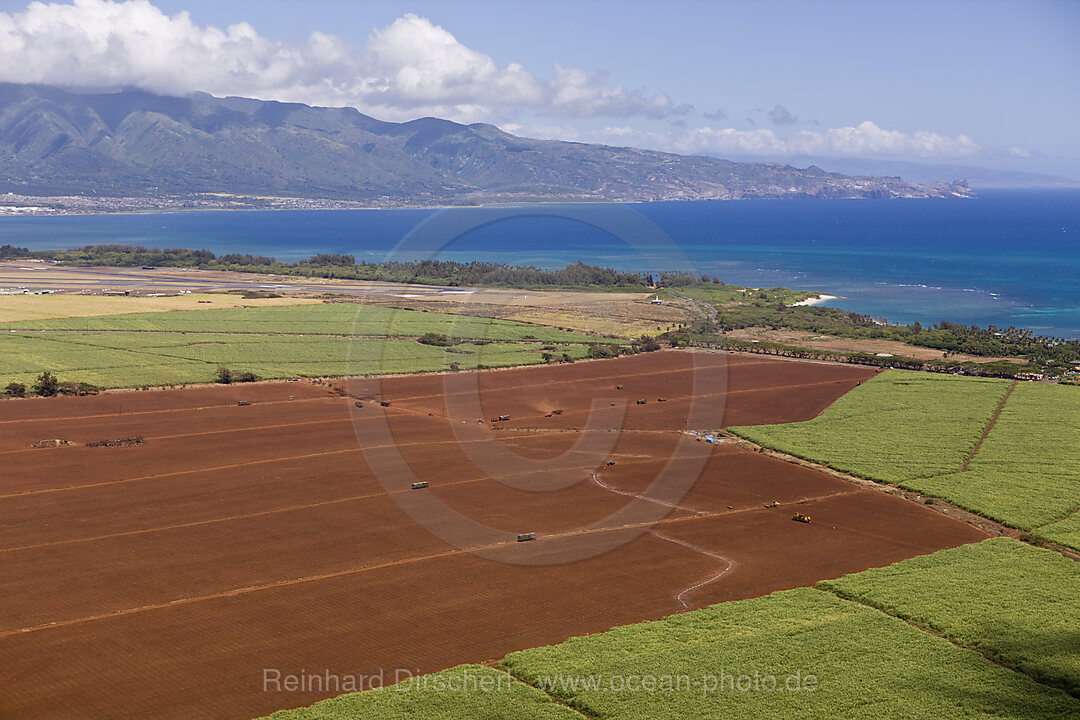 Pineapple Farm at Maui