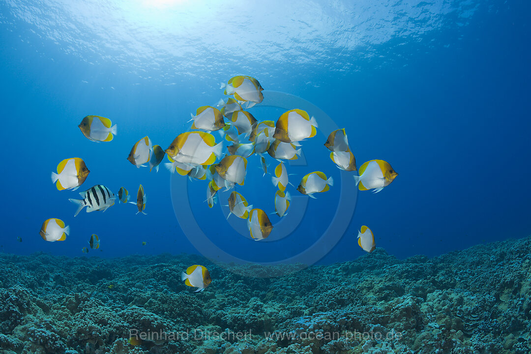 Shoal of Pyramid Butterflyfishes
