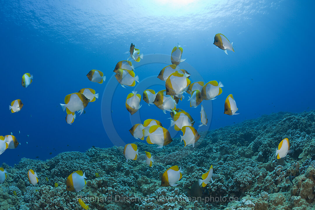 Shoal of Pyramid Butterflyfishes