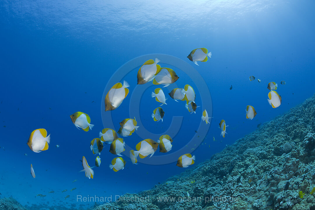 Schwarm Gelbe Pyramiden-Falterfische, Hemitaurichthys polyepis, Molokini Krater, Maui, Hawaii, USA