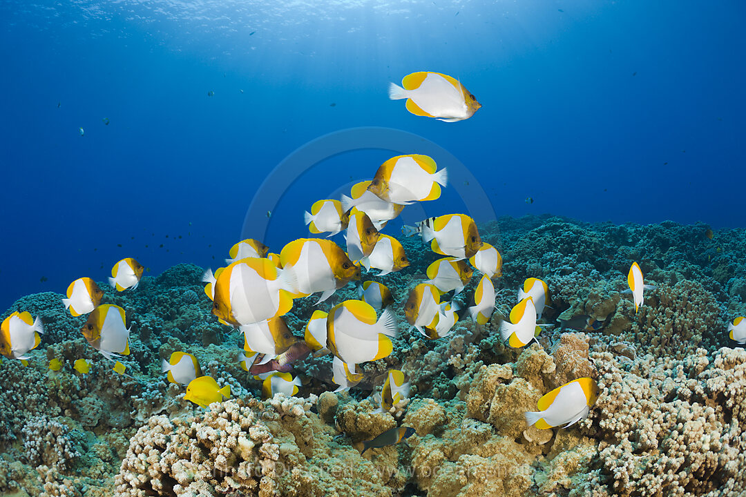 Pyramid Butterflyfishes