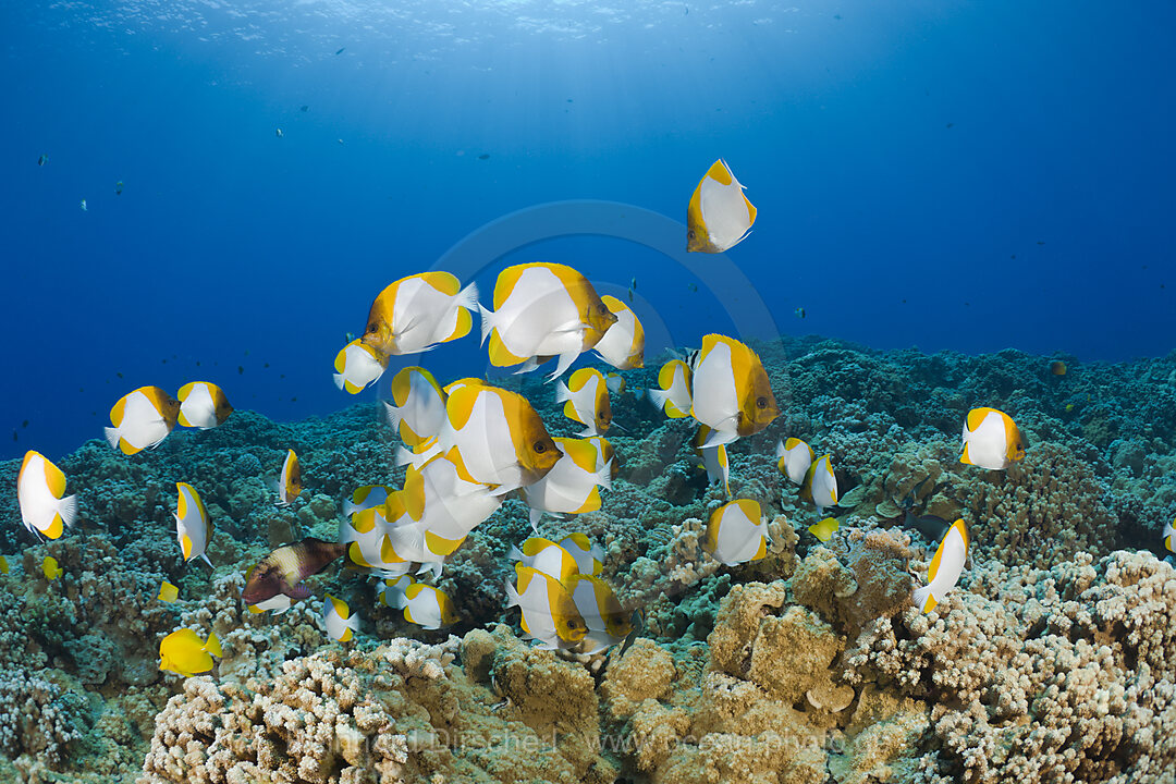 Pyramid Butterflyfishes