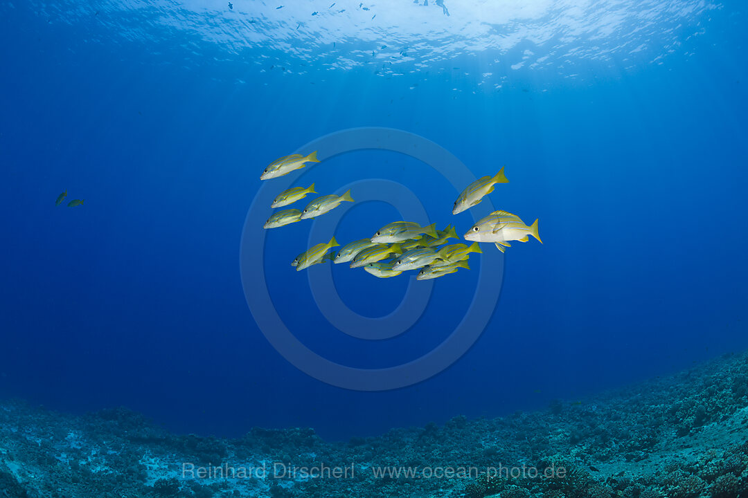 Bluestripe Snapper