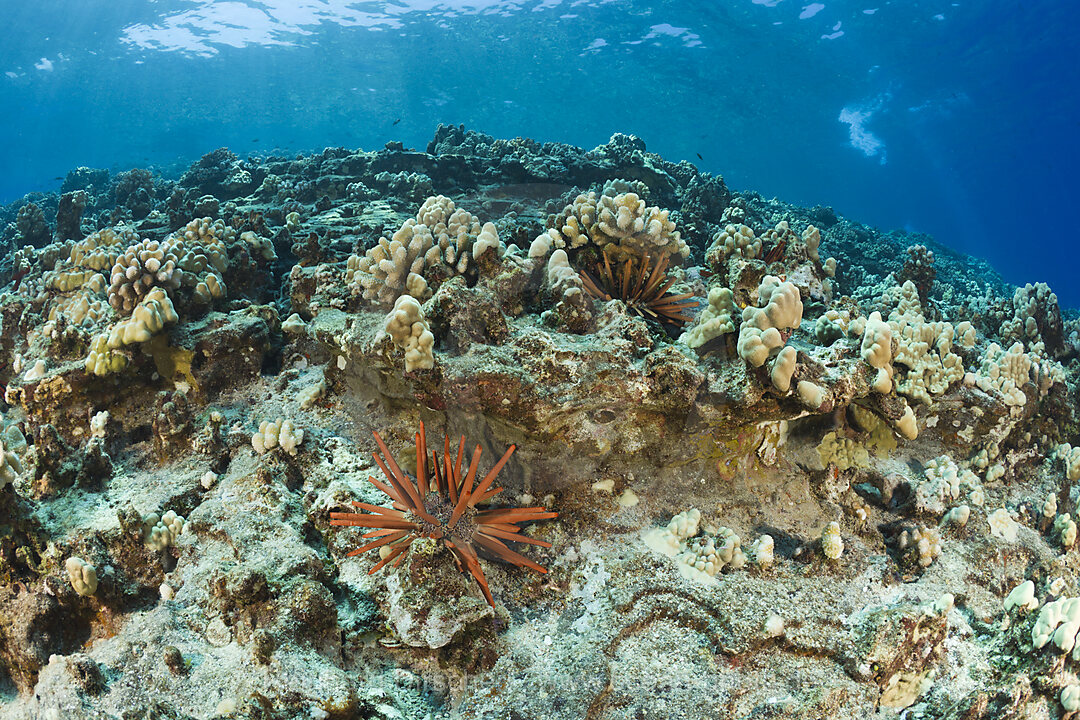 Griffel-Seeigel, Heterocentrotus mammillatus, Molokini Krater, Maui, Hawaii, USA