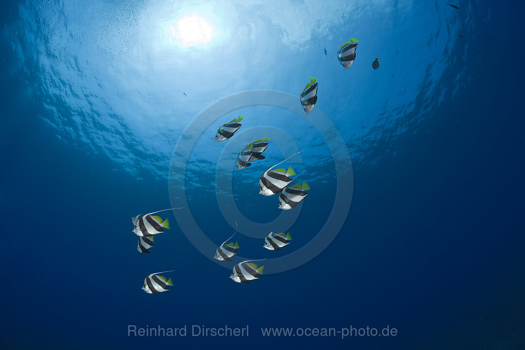 Pennant Bannerfishes