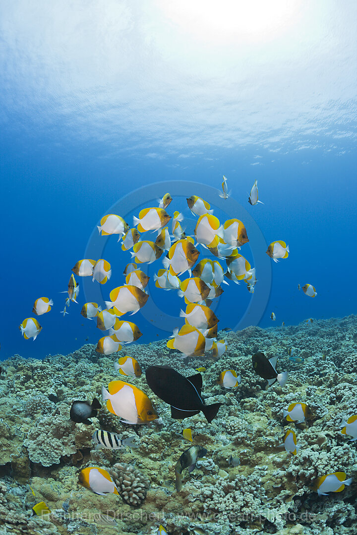 Pyramid Butterflyfishes