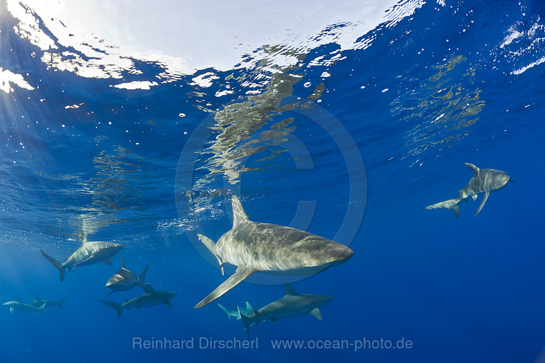 Galapagoshaie, Carcharhinus galapagensis, Maui, Hawaii, USA