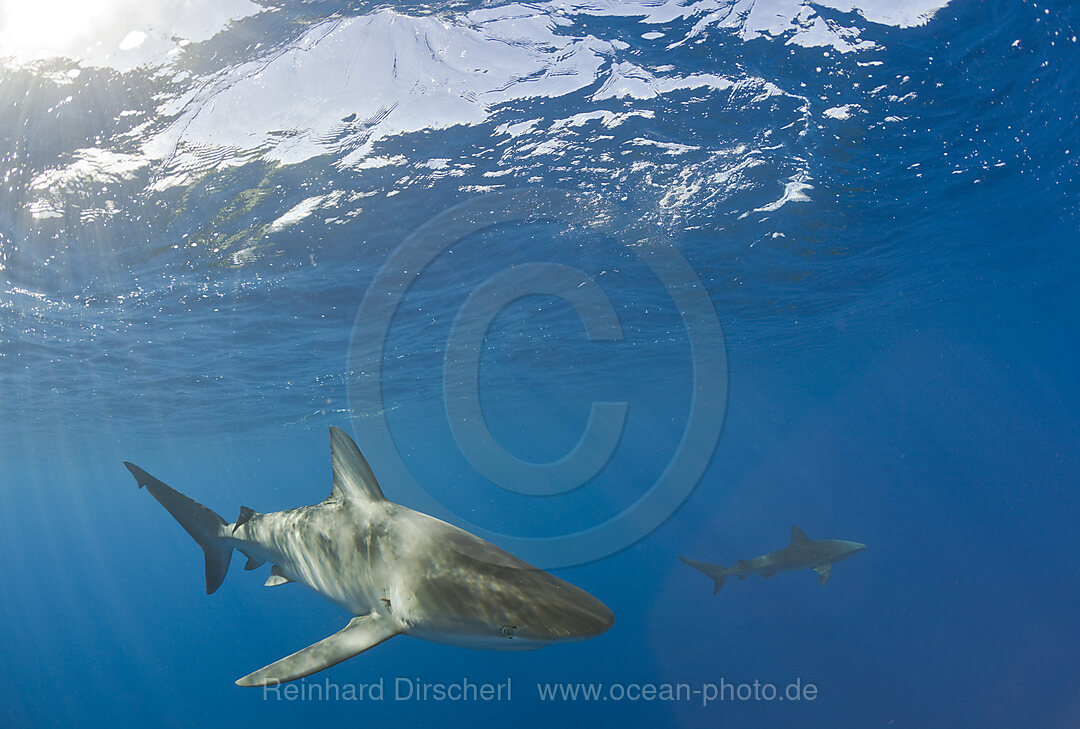 Galapagos Sharks, Carcharhinus galapagensis, Maui, Hawaii, USA