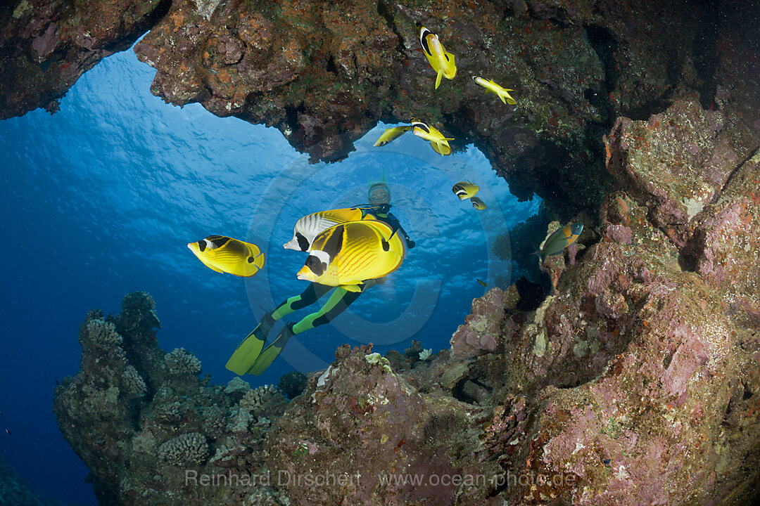 Mondsichel-Falterfische und Taucher, Chaetodon lunula, Kathedrale von Lani, Maui, Hawaii, USA