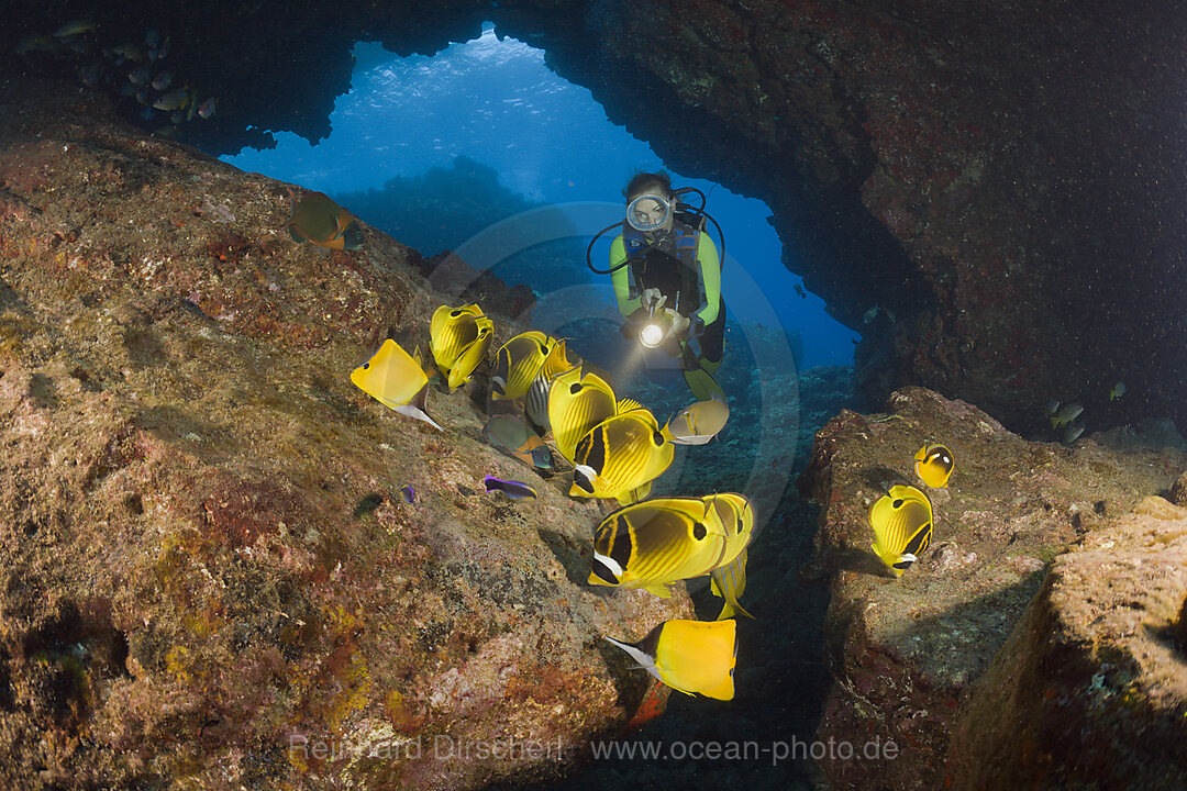 Mondsichel-Falterfische und Taucher, Chaetodon lunula, Kathedrale von Lani, Maui, Hawaii, USA