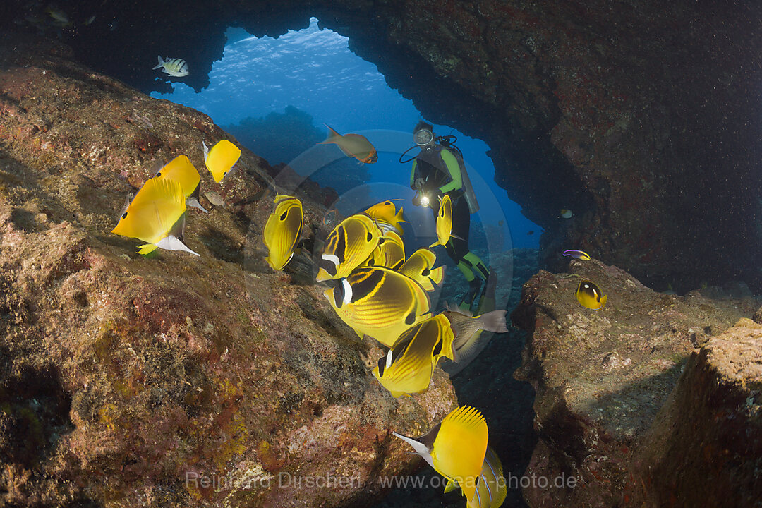 Mondsichel-Falterfische und Taucher, Chaetodon lunula, Kathedrale von Lani, Maui, Hawaii, USA