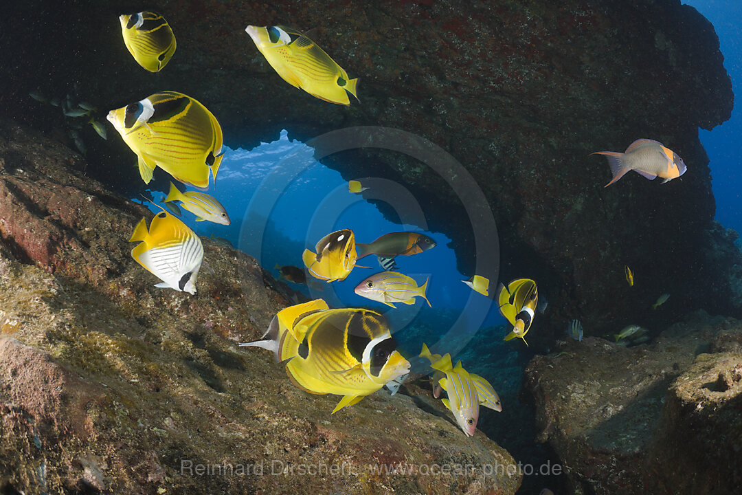 Racoon-Butterflyfishes