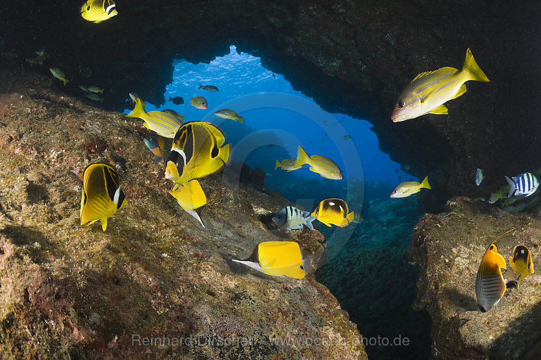 Mondsichel-Falterfische, Chaetodon lunula, Kathedrale von Lani, Maui, Hawaii, USA