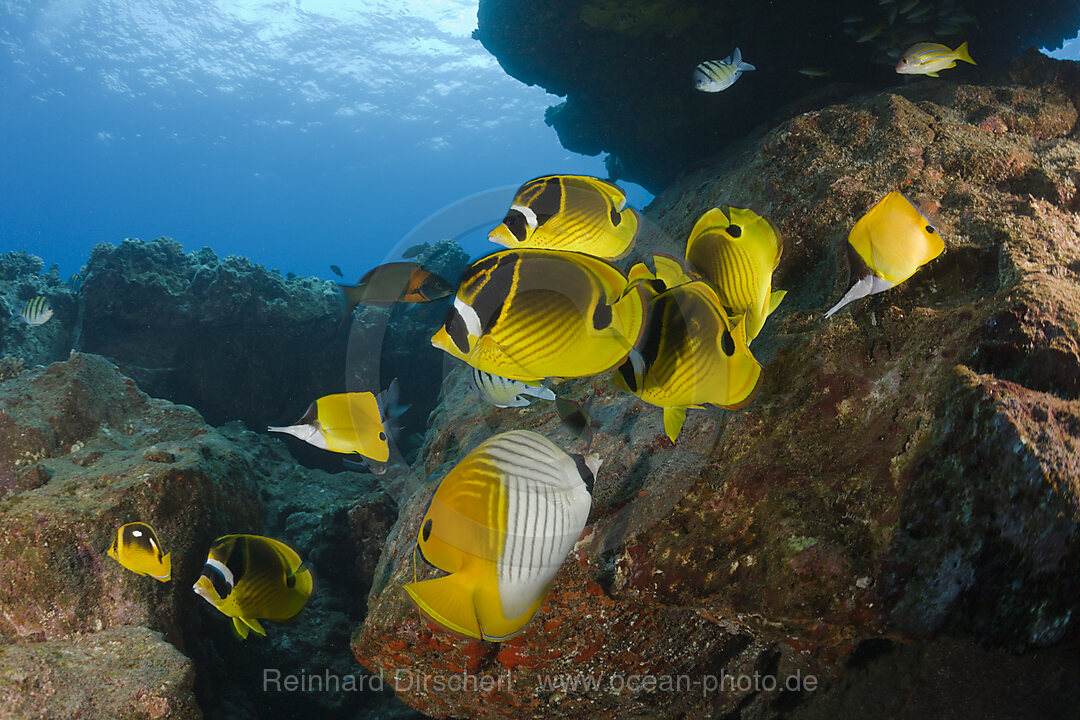 Mondsichel-Falterfische, Chaetodon lunula, Kathedrale von Lani, Maui, Hawaii, USA