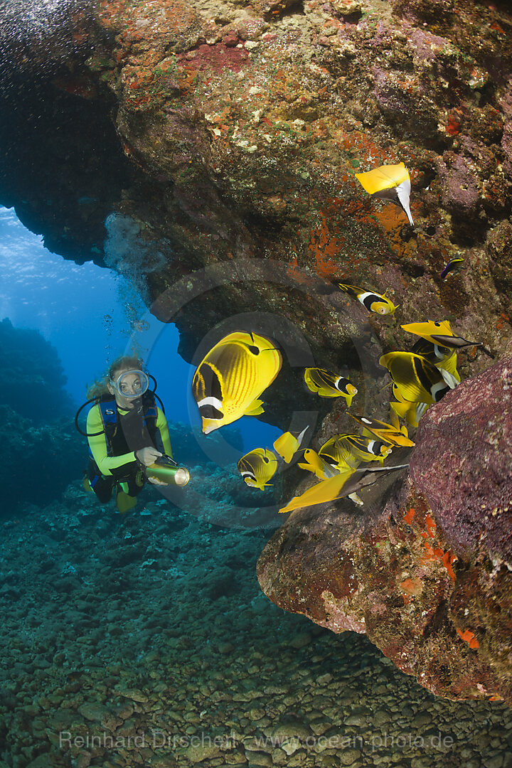 Taucher und Mondsichel-Falterfische, Chaetodon lunula, Kathedrale von Lani, Maui, Hawaii, USA