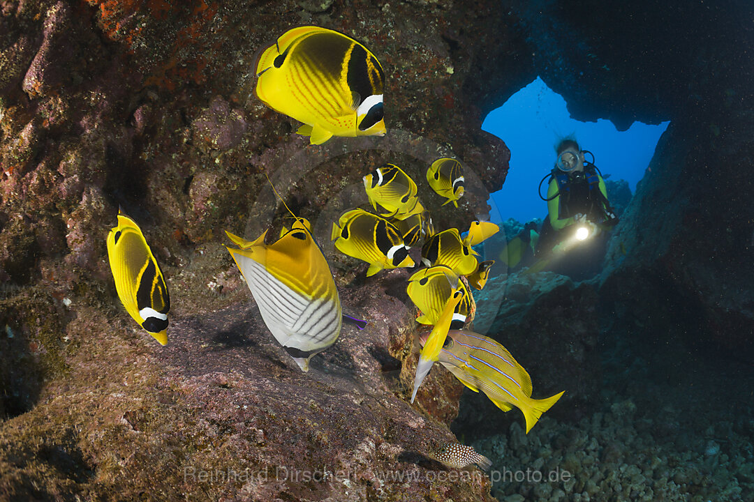 Diver and Racoon-Butterflyfishes