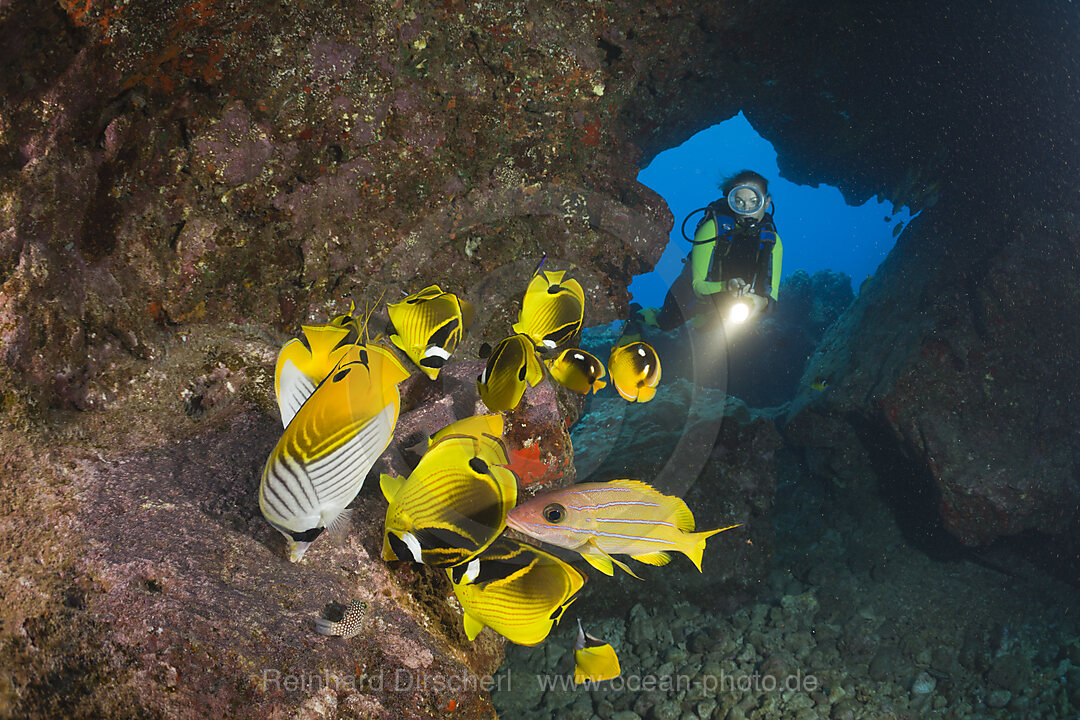 Diver observe Racoon-Butterflyfishes feeding Eggs from other Fishes