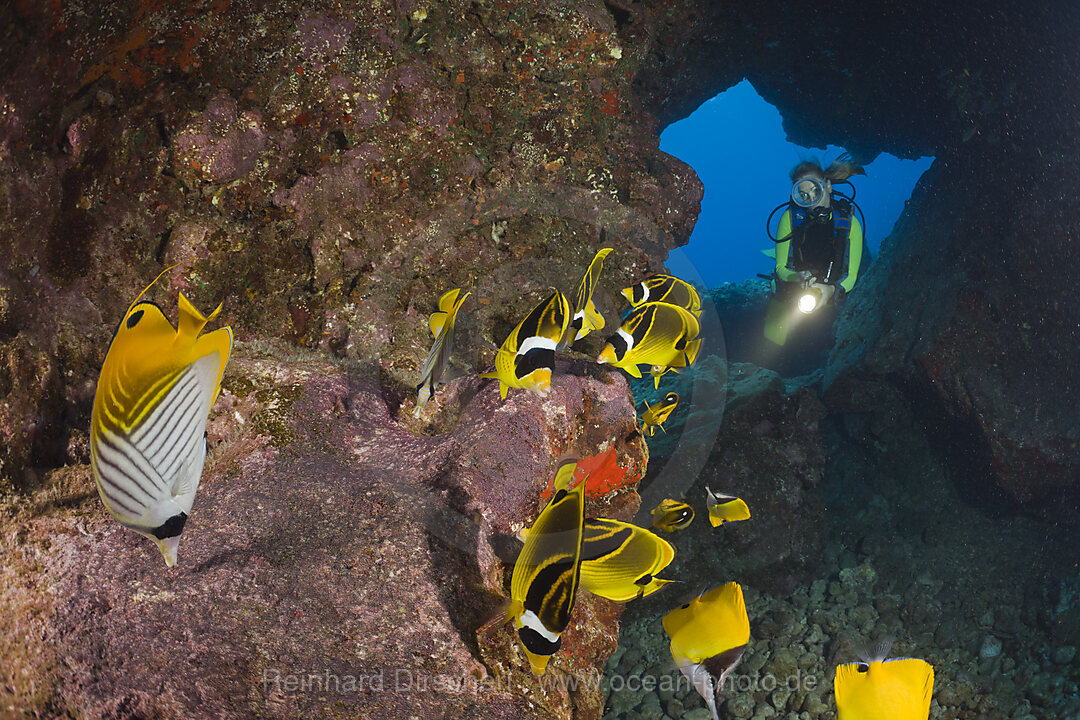 Diver observe Racoon-Butterflyfishes feeding Eggs from other Fishes