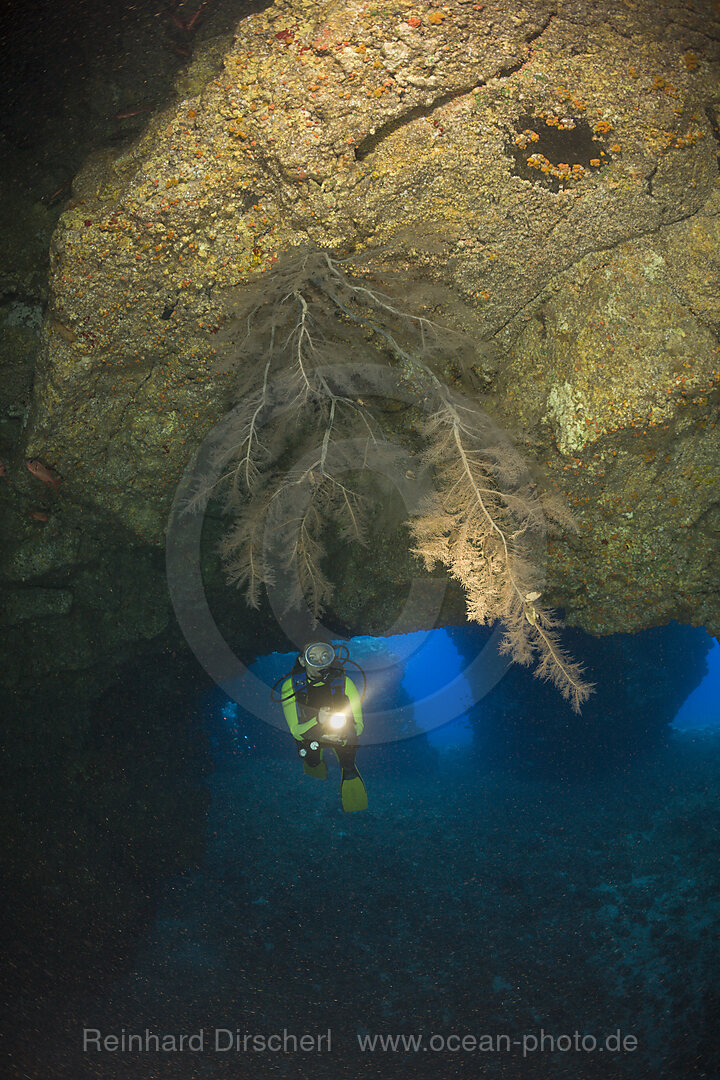 Black Coral in Cave