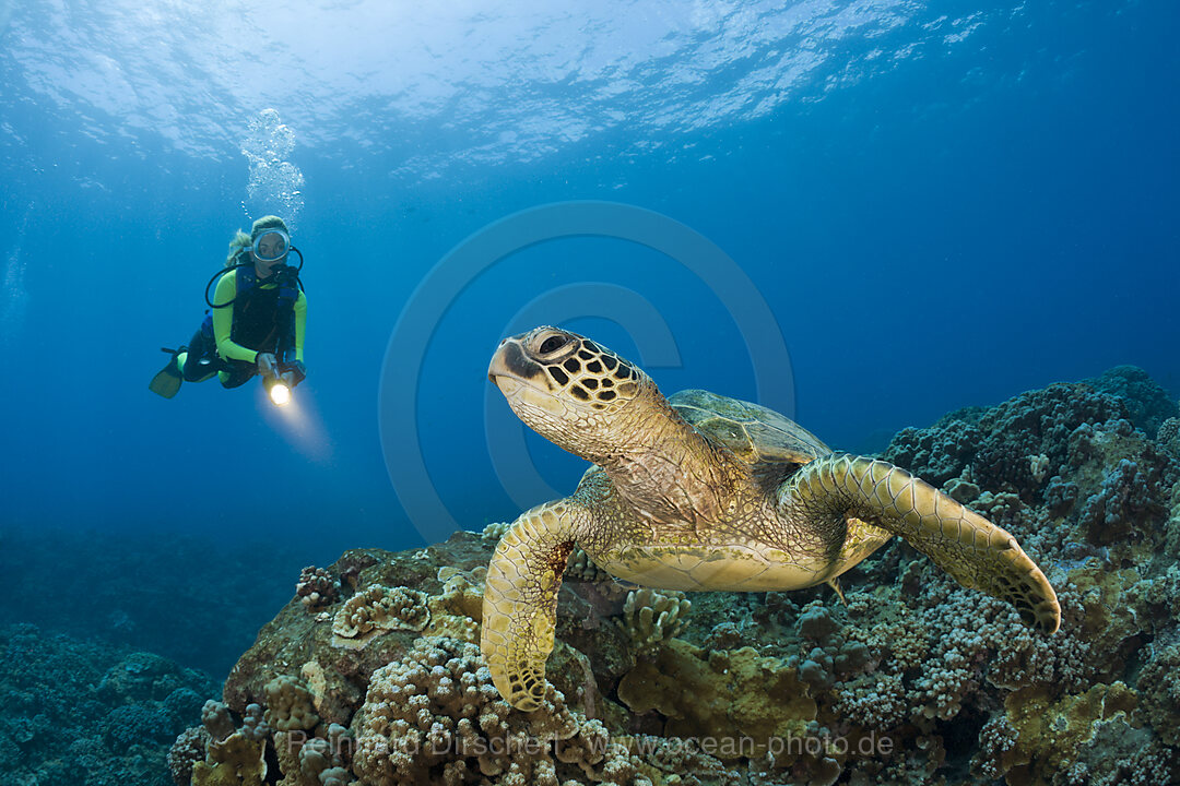 Gruene Meeresschildkroete und Taucher, Chelonia mydas, Maui, Hawaii, USA