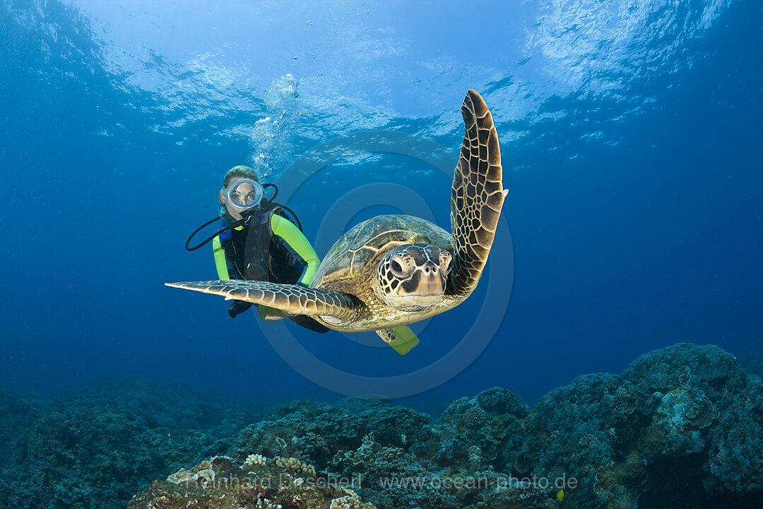 Gruene Meeresschildkroete und Taucher, Chelonia mydas, Maui, Hawaii, USA