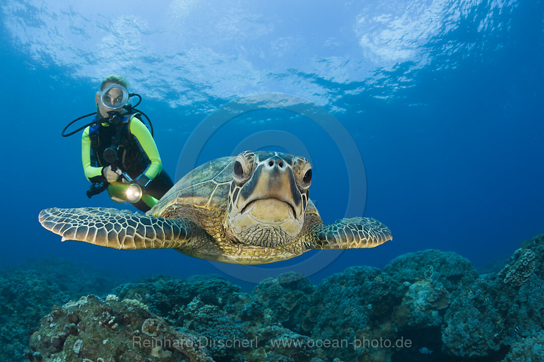 Gruene Meeresschildkroete und Taucher, Chelonia mydas, Maui, Hawaii, USA